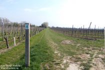 Oberrhein: Weinbergweg bei Nackenheim - Stefan Frerichs / RheinWanderer.de