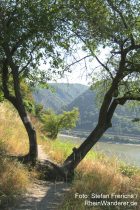 Mittelrhein: Baum auf dem Rheinburgenweg bei Oberwesel - Foto: Stefan Frerichs / RheinWanderer.de