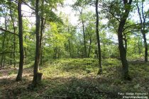 Mittelrhein: Hügelgräber im Breyer Wald - Foto: Stefan Frerichs / RheinWanderer.de