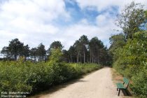 Amrum: Waldweg zwischen Leuchtturm und Süddorf - Foto: Stefan Frerichs / RheinWanderer.de