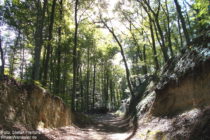 Odenwald: Hohlweg unterhalb von Schloss Alsbach - Foto: Stefan Frerichs / RheinWanderer.de