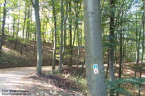 Odenwald: Commoder Weg hinter Schloss Alsbach - Foto: Stefan Frerichs / RheinWanderer.de