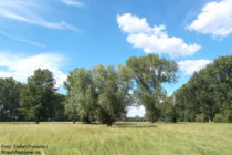 Niederrhein: Pappeln im Monheimer Rheinbogen - Foto: Stefan Frerichs / RheinWanderer.de