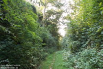 Odenwald: Burgensteig bei hessisch-badischer Grenze - Foto: Stefan Frerichs / RheinWanderer.de