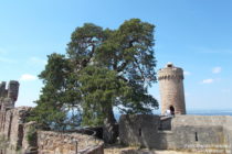 Odenwald: Waldkiefer und Nordturm von Schloss Auerbach - Foto: Stefan Frerichs / RheinWanderer.de