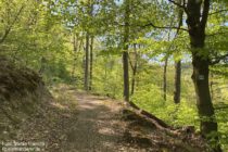 Odenwald: Wanderweg vor der Lange-Bank-Hütte - Foto: Stefan Frerichs / RheinWanderer.de