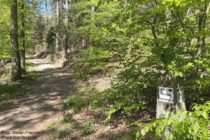 Odenwald: Wanderweg vor dem Geiersberg-Pavillon - Foto: Stefan Frerichs / RheinWanderer.de