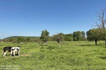 Ahr: Weiden auf der Goldenen Meile bei Sinzig - Foto: Stefan Frerichs / RheinWanderer.de