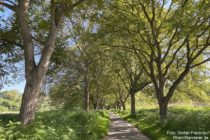 Ahr: Wanderweg in der Allee vor der Ahrmündung - Foto: Stefan Frerichs / RheinWanderer.de