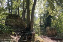 Odenwald: Überreste der Hirschburg - Foto: Stefan Frerichs / RheinWanderer.de