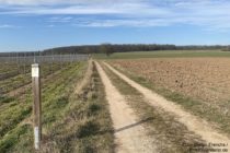 Nahe: Wanderweg hinter Laubenheim - Foto: Stefan Frerichs / RheinWanderer.de