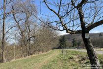 Nahe: Wanderweg im Guldenbachtal - Foto: Stefan Frerichs / RheinWanderer.de