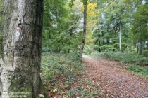 Niederrhein: Wanderwegzeichen im Wald vor dem Kupfernen Knopf - Foto: Stefan Frerichs / RheinWanderer.de