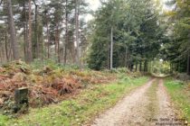 Niederrhein: Wanderweg am Mottmansberg im Klever Reichswald - Foto: Stefan Frerichs / RheinWanderer.de