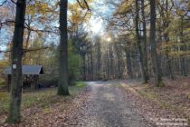 Nahe: Wanderweg bei Schutzhütte am Karl-Storck-Platz im Alten Wald - Foto: Stefan Frerichs / RheinWanderer.de