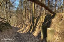 Pfälzerwald: Hohlweg an französisch-deutscher Grenze - Foto: Stefan Frerichs / RheinWanderer.de