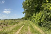 Nahe: Eremitenpfad hinter Rheinhessenblick - Foto: Stefan Frerichs / RheinWanderer.de