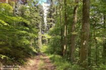 Nahe: Wildgrafenweg im Wald bei Dhaun - Foto: Stefan Frerichs / RheinWanderer.de