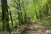 Nahe: Wildgrafenweg im Wald bei Sankt Johannisberg - Foto: Stefan Frerichs / RheinWanderer.de