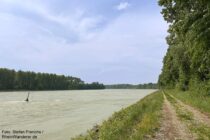 Oberrhein: Alter Treidlerweg am Rheinufer südlich von Sondernheim - Foto: Stefan Frerichs / RheinWanderer.de