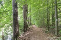 Oberrhein: Wanderweg am Sondernheimer Altrhein - Foto: Stefan Frerichs / RheinWanderer.de