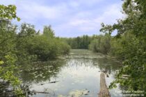 Oberrhein: Weiher beim Sondernheimer Altrhein - Foto: Stefan Frerichs / RheinWanderer.de