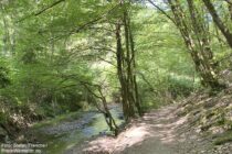 Mittelrhein: Wanderweg auf dem Kronprinzenpfad im Mühltal - Foto: Stefan Frerichs / RheinWanderer.de