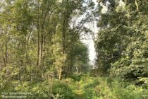 Deltarhein: Wanderweg im Naturschutzgbiet Roodslag bei Beuningen - Foto: Stefan Frerichs / RheinWanderer.de