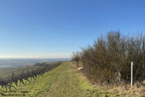 Oberrhein: Wanderweg am Hohberg bei Zornheim - Foto: Stefan Frerichs / RheinWanderer.de