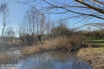 Oberrhein: Teich im Feuchtbiotop Rohrwiesen - Foto: Stefan Frerichs / RheinWanderer.de