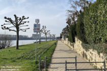 Inselrhein: Wanderweg auf der Rheinpromenade in Niederwalluf im Rheingau - Foto: Stefan Frerichs / RheinWanderer.de