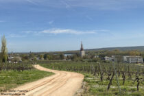 Inselrhein: Blick auf Eltville-Erbach im Rheingau - Foto: Stefan Frerichs / RheinWanderer.de