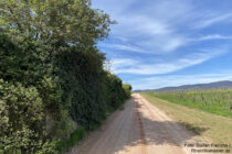 Inselrhein: Wanderweg an Weinbergmauer hinter Eltville-Erbach im Rheingau - Foto: Stefan Frerichs / RheinWanderer.de