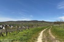 Inselrhein: Wanderweg bei Hattenheim im Rheingau - Foto: Stefan Frerichs / RheinWanderer.de