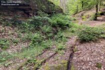 Pfälzerwald: Spurrillen der Altstraße an der Falkenburger Steige - Foto: Stefan Frerichs / RheinWanderer.de