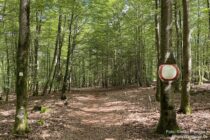 Pfälzerwald: Pfälzer Waldpfad am "Baumschild" - Foto: Stefan Frerichs / RheinWanderer.de
