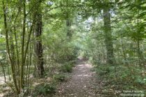 Niederrhein: Waldpfad hinter Elten - Foto: Stefan Frerichs / RheinWanderer.de