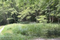 Spessart: Waldtümpel am Streilbach - Foto: Stefan Frerichs / RheinWanderer.de