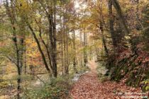 Mittelrhein: Wanderweg im Forstbachtal - Foto: Stefan Frerichs / RheinWanderer.de
