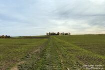 Mittelrhein: Wanderweg vor dem Grillplatz Kieskaut bei Bornich - Foto: Stefan Frerichs / RheinWanderer.de