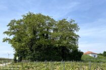 Oberrhein: Alter und neuer Wasserhochbehälter bei Hangen-Wahlheim - Foto: Stefan Frerichs / RheinWanderer.de