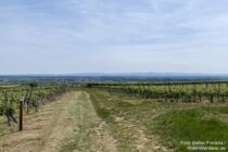 Oberrhein: Wanderweg in Weinbergen bei Alsheim - Foto: Stefan Frerichs / RheinWanderer.de