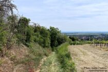 Oberrhein: Wanderweg am oberen Eingang der Münzelhohl - Foto: Stefan Frerichs / RheinWanderer.de