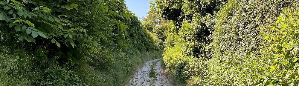 Oberrhein: Wanderweg in der Rosenberghohl - Foto: Stefan Frerichs / RheinWanderer.de