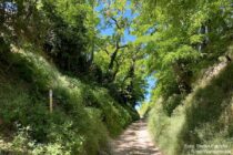 Oberrhein: Wanderweg im oberen Teil der Rosenberghohl - Foto: Stefan Frerichs / RheinWanderer.de