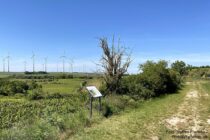 Oberrhein: Wanderweg am Aussichtspunkt Steinkaut - Foto: Stefan Frerichs / RheinWanderer.de