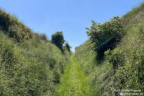 Oberrhein: Wanderweg in Alte Mainzer Straße - Foto: Stefan Frerichs / RheinWanderer.de
