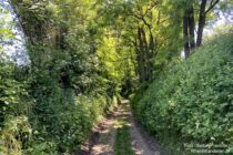 Oberrhein: Wanderweg im unteren Teil der Dorschberger Hohl - Foto: Stefan Frerichs / RheinWanderer.de