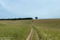 Sächsische Schweiz: Wanderweg vor Oberlohmen - Foto: Stefan Frerichs / RheinWanderer.de